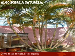 Algo sobre a natureza:

Quintal da casa de Raissa...( pé de coqueiro)

 
