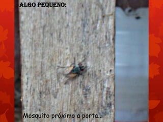Algo pequeno:

Mosquito próximo a porta...

 