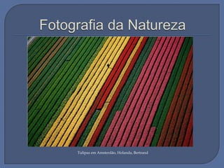 Tulipas em Amsterdão, Holanda, Bertrand

 