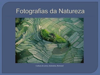 Cultura do arroz, Indonésia, Bertrand

 