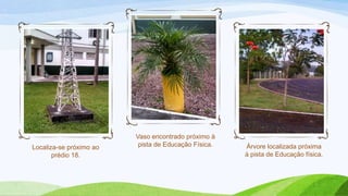 Localiza-se próximo ao
prédio 18.
Vaso encontrado próximo à
pista de Educação Física. Árvore localizada próxima
à pista de Educação física.
 