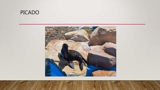 PICADO