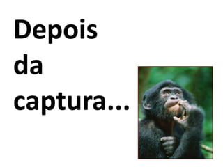 Depois
da
captura...
 
