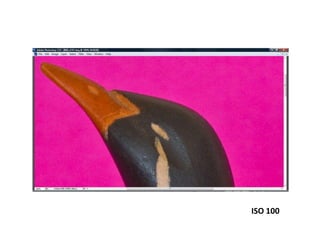 ISO 100
 