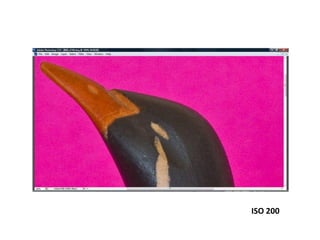 ISO 200
 