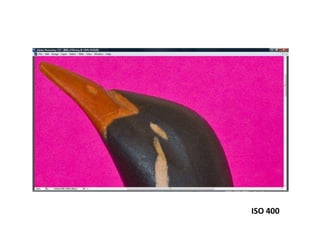 ISO 400
 