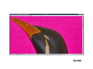 ISO 800
 