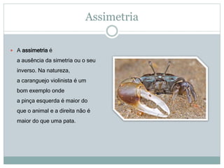 Assimetria
 A assimetria é
a ausência da simetria ou o seu
inverso. Na natureza,
a caranguejo violinista é um
bom exemplo onde
a pinça esquerda é maior do
que o animal e a direita não é
maior do que uma pata.
 