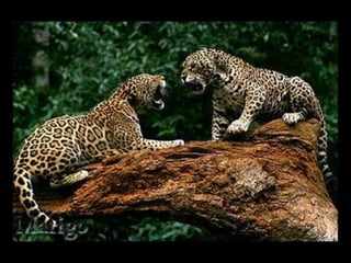 Fotografia ambiental (1)