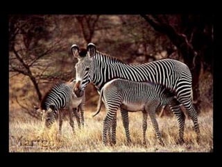 Fotografia ambiental (1)