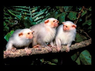 Fotografia ambiental (1)