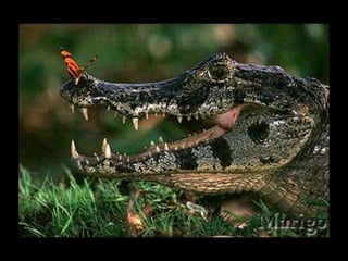 Fotografia ambiental (1)