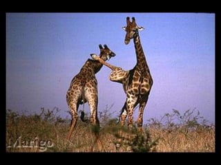 Fotografia ambiental (1)