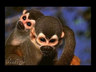 Fotografia ambiental (1)