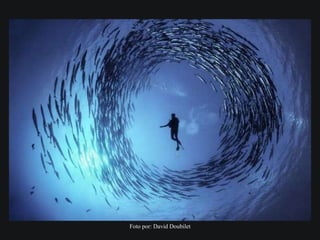 Foto por: David Doubilet
 