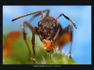 Profesor Vortcha @Vortcha - Argentina
 