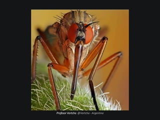 Profesor Vortcha @Vortcha - Argentina
 