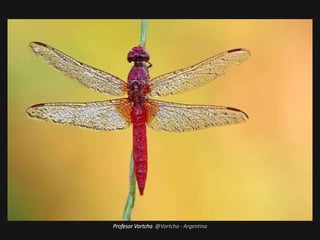 Profesor Vortcha @Vortcha - Argentina
 