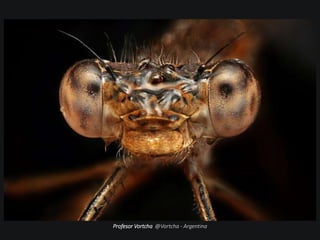 Profesor Vortcha @Vortcha - Argentina
 