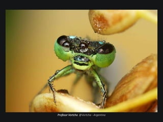 Profesor Vortcha @Vortcha - Argentina
 