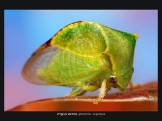 Profesor Vortcha @Vortcha - Argentina
 