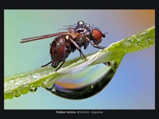 Profesor Vortcha @Vortcha - Argentina
 