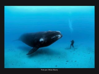 Foto por: Brian Skerry
 
