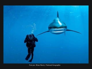 Foto por: Brian Skerry | National Geographic
 