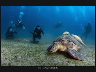 Foto por: Andrew Gladyshe
 