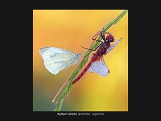 Profesor Vortcha @Vortcha - Argentina
 