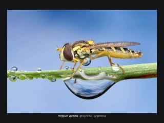 Profesor Vortcha @Vortcha - Argentina
 