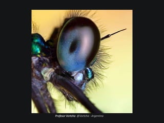 Profesor Vortcha @Vortcha - Argentina
 