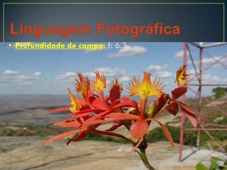 • Profundidade de campo: f: 6.3
Foto: Michel
 