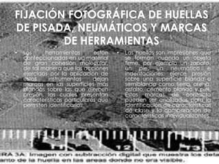 FIJACIÓN FOTOGRÁFICA DE HUELLAS
DE PISADA, NEUMÁTICOS Y MARCAS
DE HERRAMIENTAS
• Las herramientas están
confeccionadas en un material
de gran cohesión molecular,
de tal manera que las acciones
ejercidas por la aplicación de
estos instrumentos dejan
marcas en las superficies más
blandas sobre las que ejercen
presión, las cuales presentan
características particulares que
permiten identificarlo.
• Las huellas son impresiones que
se forman cuando un objeto
firme, por ejemplo un zapato,
un pie, un neumático e
indentaciones, ejerce presión
sobre una superficie blanda o
semiblanda como tierra, arena,
asfalto, cemento blando y piel.
Estas marcas de contacto
pueden ser analizadas para la
identificación de características
de clase y la comparación de
características individualizantes.
 