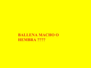 BALLENA MACHO O HEMBRA ????