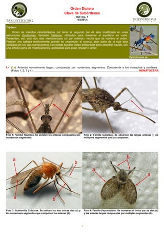 Orden Diptera
Clave de Subórdenes
Ref: Dip. 1
(5/2/2012)
1.- (1a) Antenas normalmente largas, compuestas por numerosos segmentos. Comprende a los mosquitos y similares
(Fotos 1, 2, 3 y 4) ...........................................................................................................................................NEMATOCERA
1
Foto 3: Subfamilia Culicinae. Se indican las dos únicas alas (a) y
los numerosos segmentos que componen las antenas (b).
Diptera:
Orden de insectos caracterizados por tener el segundo par de alas modificado en unas
estructuras claviformes, llamadas halterios, utilizadas para mantener el equilibrio en vuelo.
Presentan, así, sólo dos alas membranosas (el par anterior), hecho que da nombre al orden.
Poseen una cabeza relativamente grande en proporcion al cuerpo, gran parte de la cual esta
ocupada por los ojos (compuestos). Las piezas bucales estan preparadas para absorber líquido, con
una amplia gama de modificaciones, adaptadas para picar, chupar o lamer.
Cylindromyia sp.
Foto 1: Familia Tipulidae. Se señalan las antenas compuestas por
numerosos segmentos.
Foto 2: Familia Culicidae. Se observan las largas antenas y los
múltiples segmentos que las componen.
Foto 4: Familia Psychodidae. Se muestran el único par de alas (a)
y las antenas largas compuestas por múltiples segmentos (b).
 