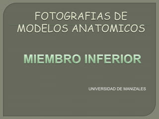 FOTOGRAFIAS DE MODELOS ANATOMICOS MIEMBRO INFERIOR UNIVERSIDAD DE MANIZALES 