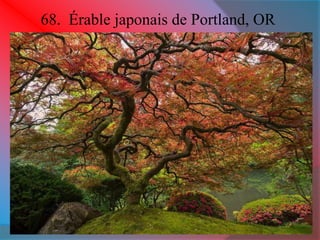 68. Érable japonais de Portland, OR 
 