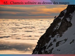 65. Chamois solitaire au-dessus des nuages 
 