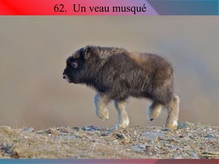 62. Un veau musqué 
 