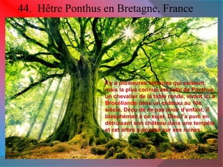44. Hêtre Ponthus en Bretagne, France 
Il y a plusieures histoires qui existent, 
mais la plus connue est celle de Ponthus, 
un chevalier de la table ronde, vivant ici à 
Brocéliande dans un château au 10e 
siècle. Déçu de ne pas avoir d’enfant, il 
blasphémait à ce sujet. Dieu l’a puni en 
détruisant son château dans une tempête 
et cet arbre a poussé sur ses ruines. 
 