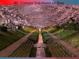 40. Cerisier Yokohama en fleur 
 