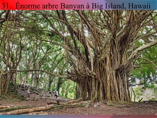 31. Énorme arbre Banyan à Big Island, Hawaii 
 
