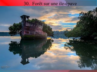 30. Forêt sur une ile-épave 
 