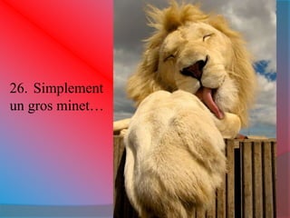 26. Simplement 
un gros minet… 
 