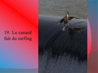 19. Le canard 
fait du surfing 
 