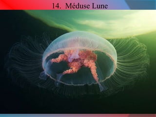 14. Méduse Lune 
 