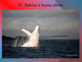 70. Baleine à bosses albino 
 