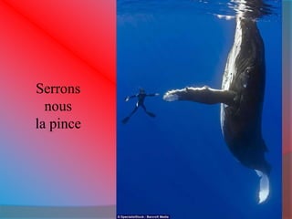 Serrons 
nous 
la pince 
 