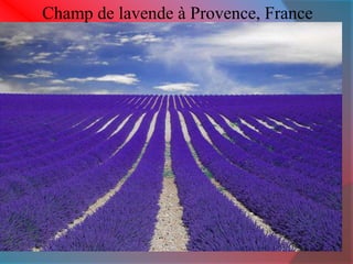 Champ de lavende à Provence, France 
 